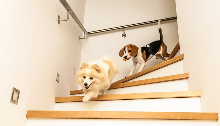 Un monte-escalier pour votre chien - Otolift Monte-escaliers